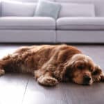 Hunde mit Rückenproblemen